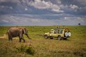 080 Masai Mara, olifant